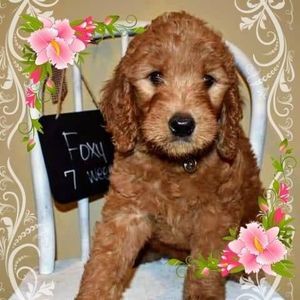 Meet your Posher, Christine